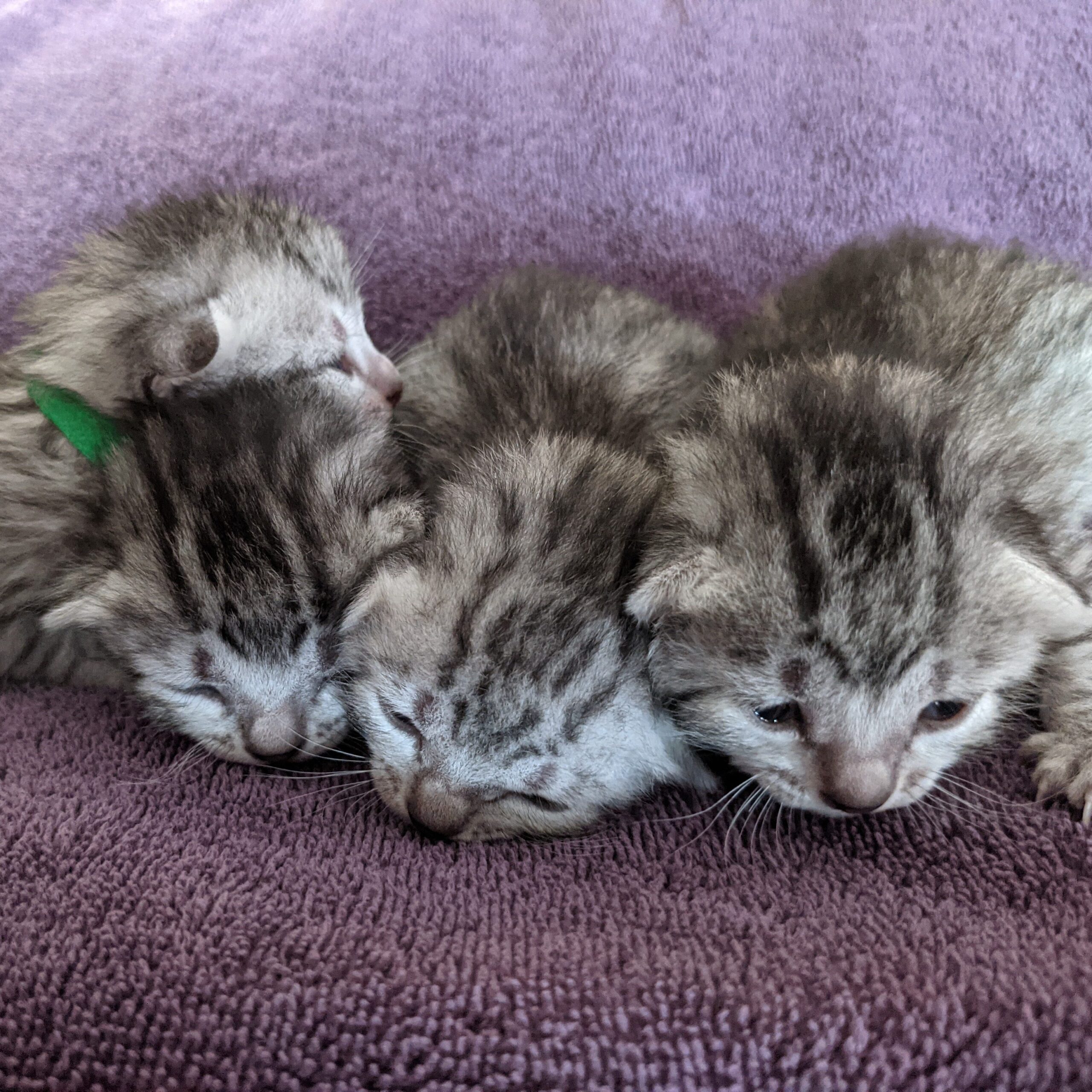 Litter of newborn Egyptian Mau kittens resting together on a purple blanket