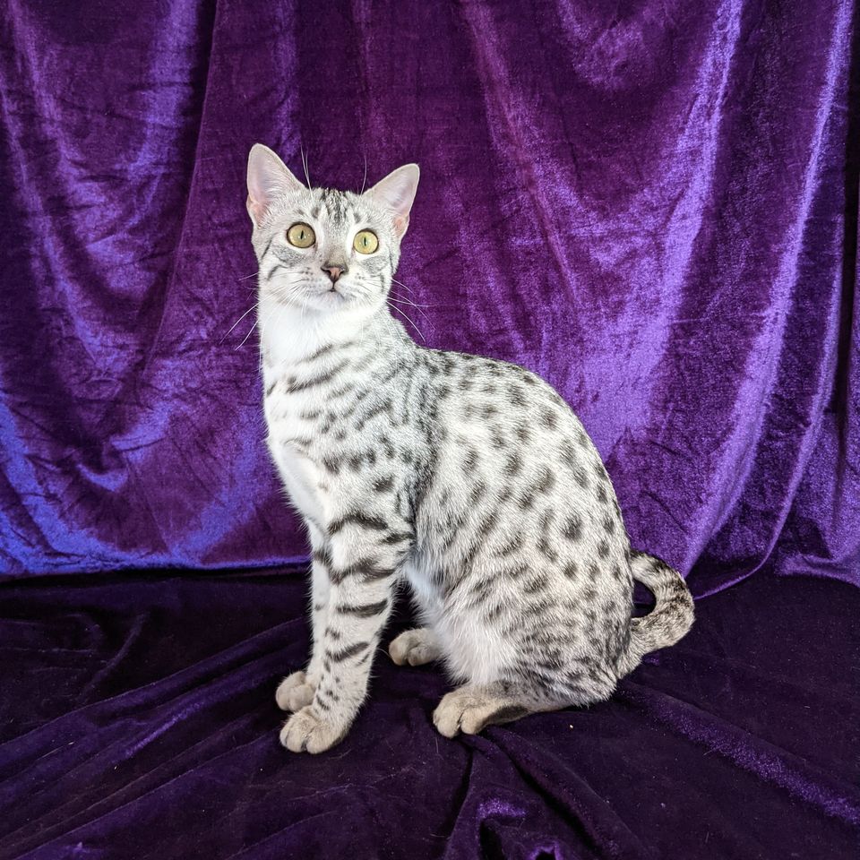Silver Egyptian Mau seated against a purple velvet backdrop