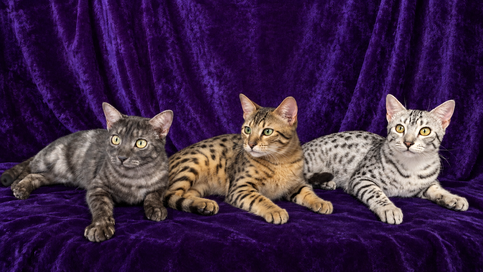 Smoke, bronze, and silver Egyptian Mau cats posed together against purple velvet
